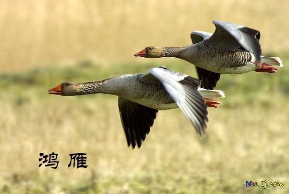 Ý Nghĩa Hình Xăm Chim Hồng Nhạn